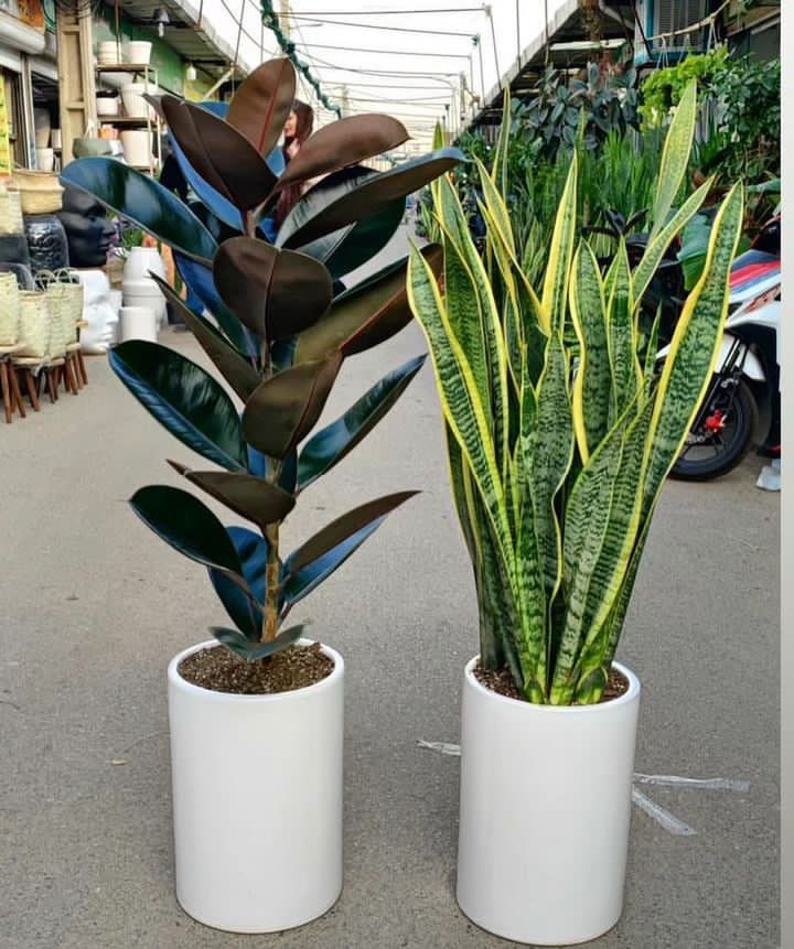 أنواع الزرع لدينا